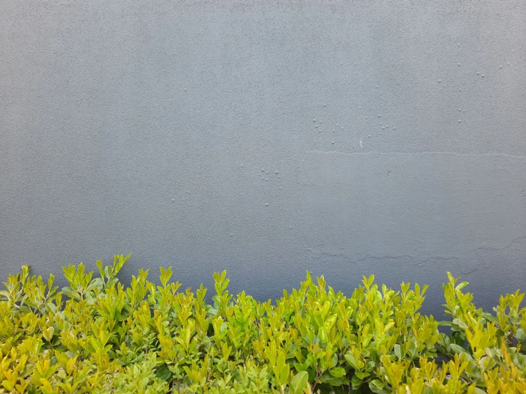 Haie taillée en limite de propriété