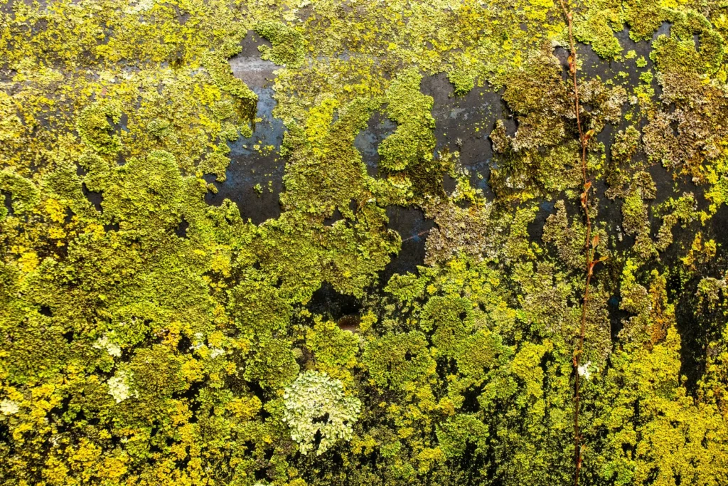 Mousse sur un mur humide exposé à la pluie