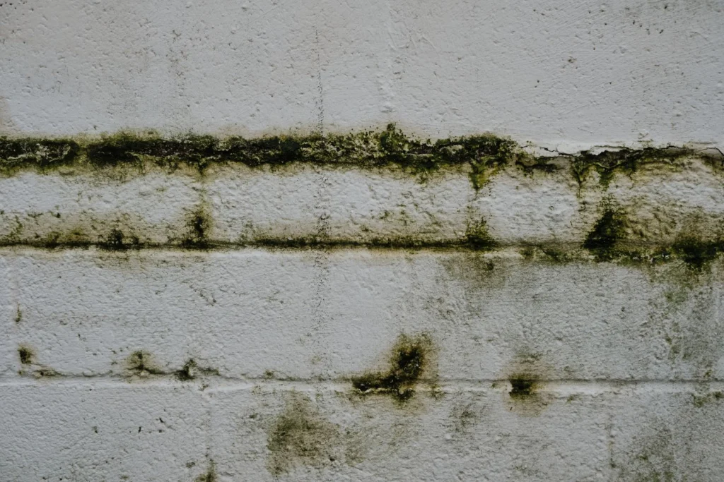 Mur extérieur humide couvert de mousse