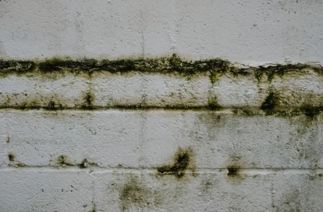 Mur extérieur humide : 4 causes et les solutions pour l’assécher
