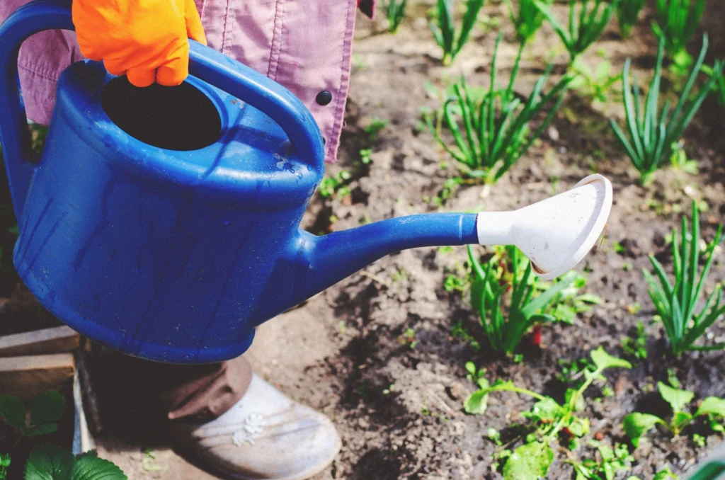 Arrosage du potager avec de l’eau de pluie